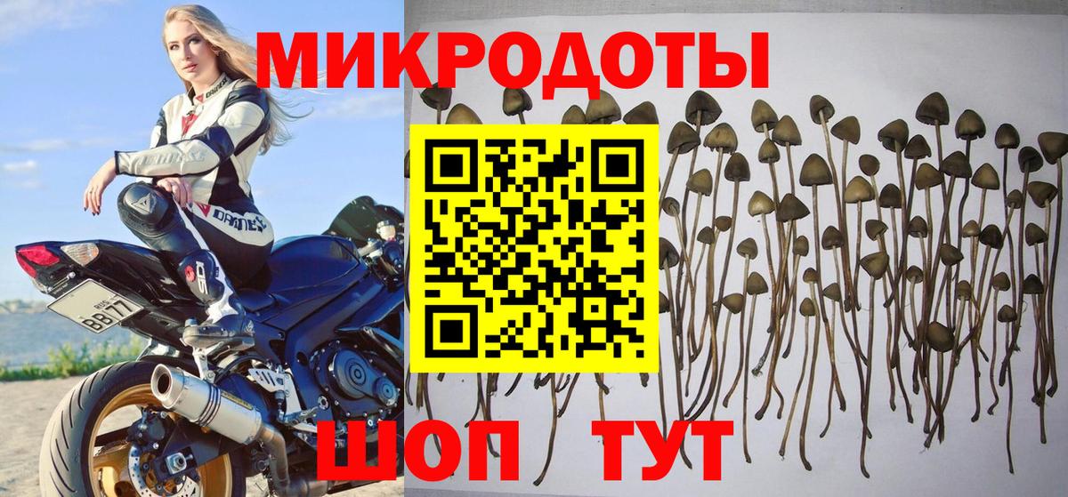 Галлюциногенные грибы Psilocybe Гусиноозёрск